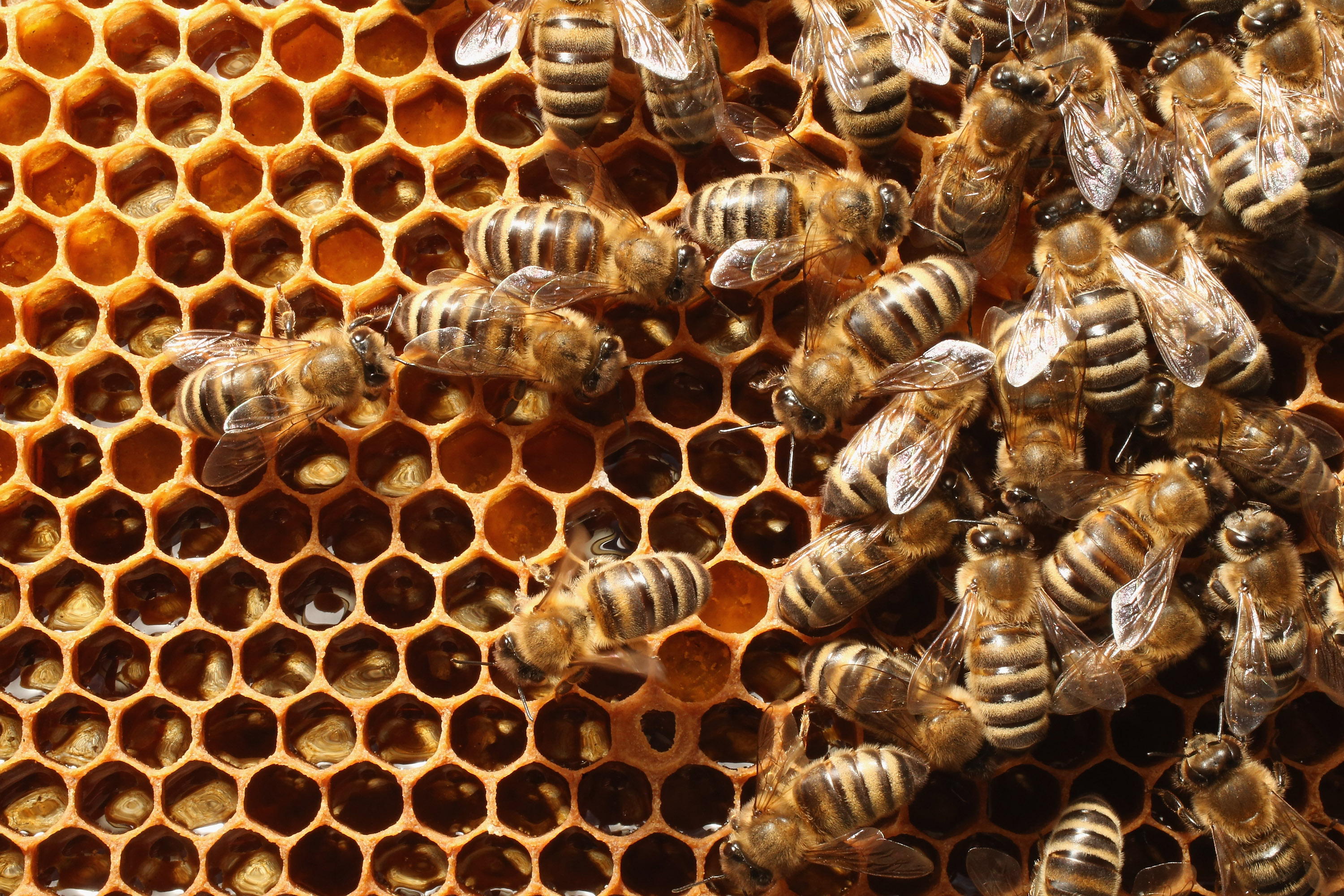 Forget Cattle Rustling—Watch Out For Bee Rustlers – Texas Monthly