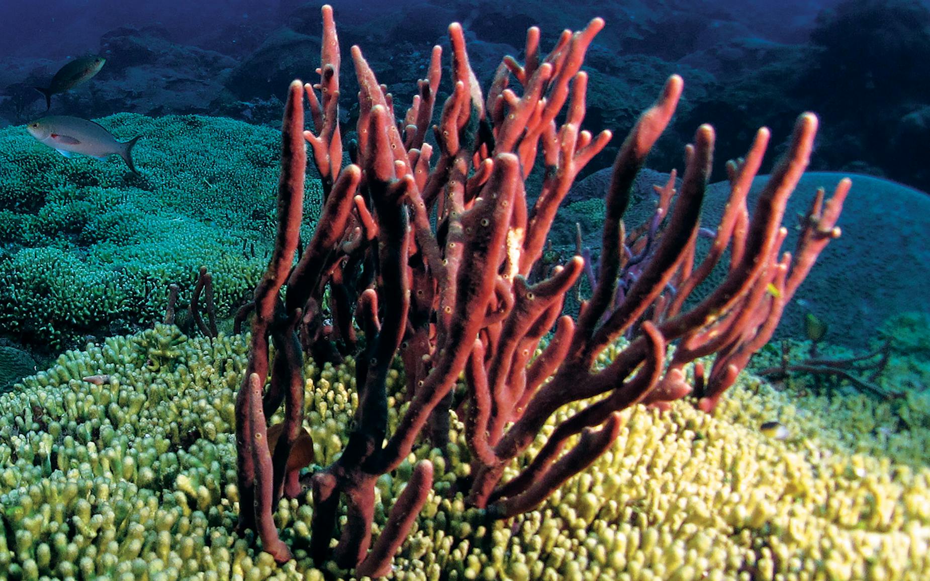 Coral life. Коралловый риф симбиоз. Трубчатые кораллы. Водоросли симбионты кораллов. Губки морские животные.