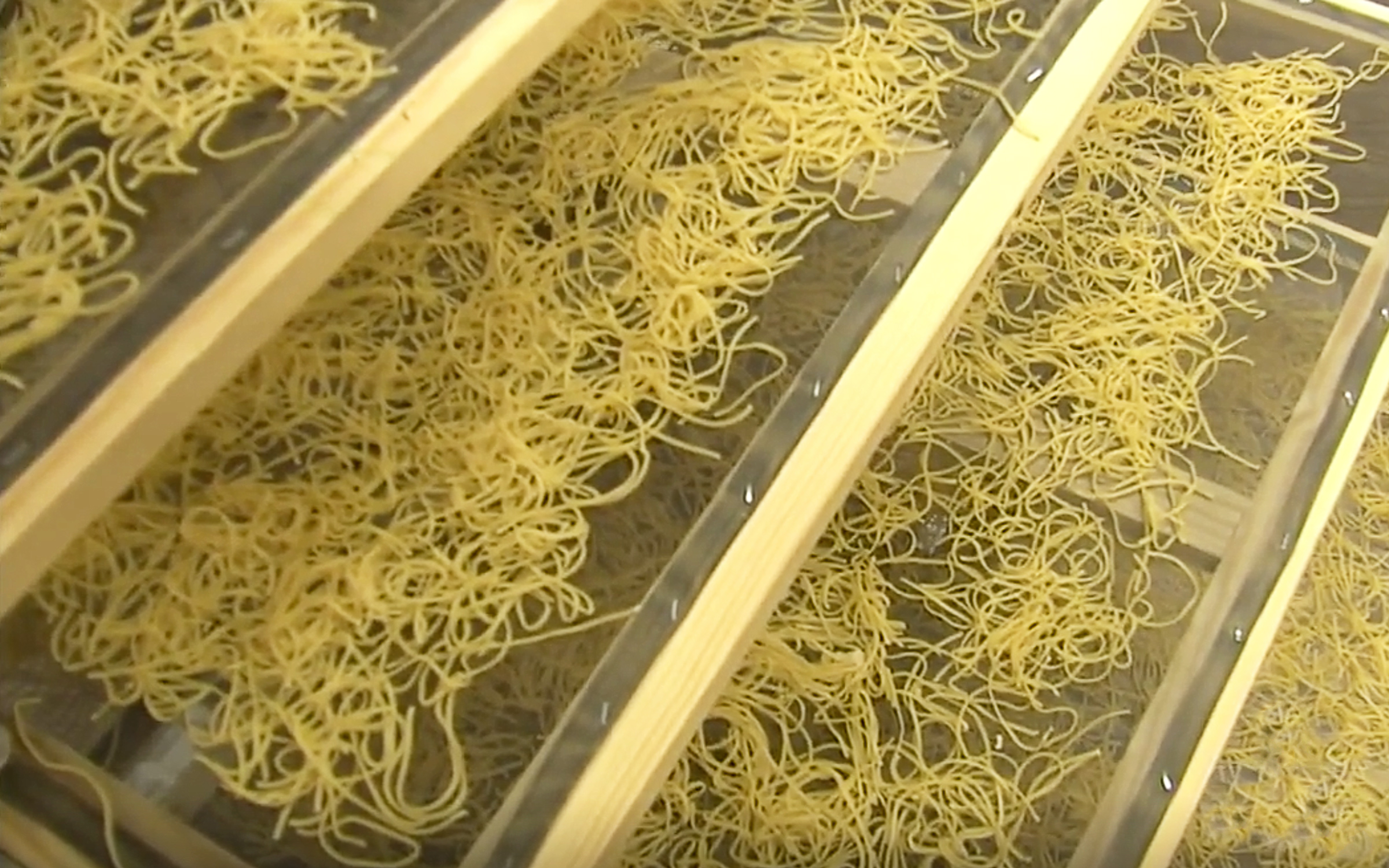 You'll Find Oodles of Noodles at the Wendish Fest in Serbin – Texas Monthly