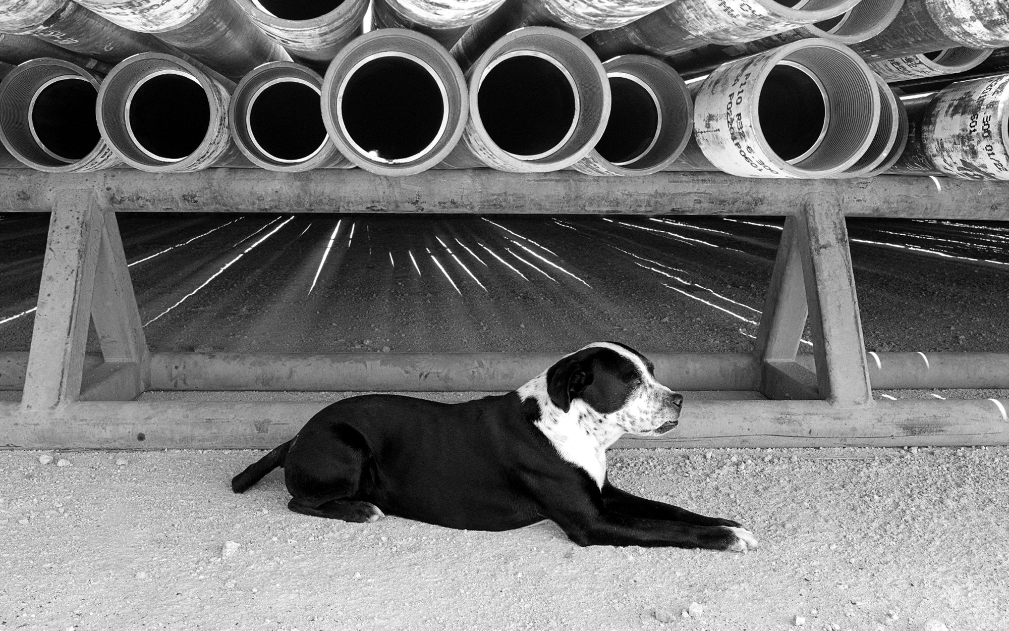 Drilling in the Permian Is Lonely Work. A Rig Dog Can Help. – Texas Monthly