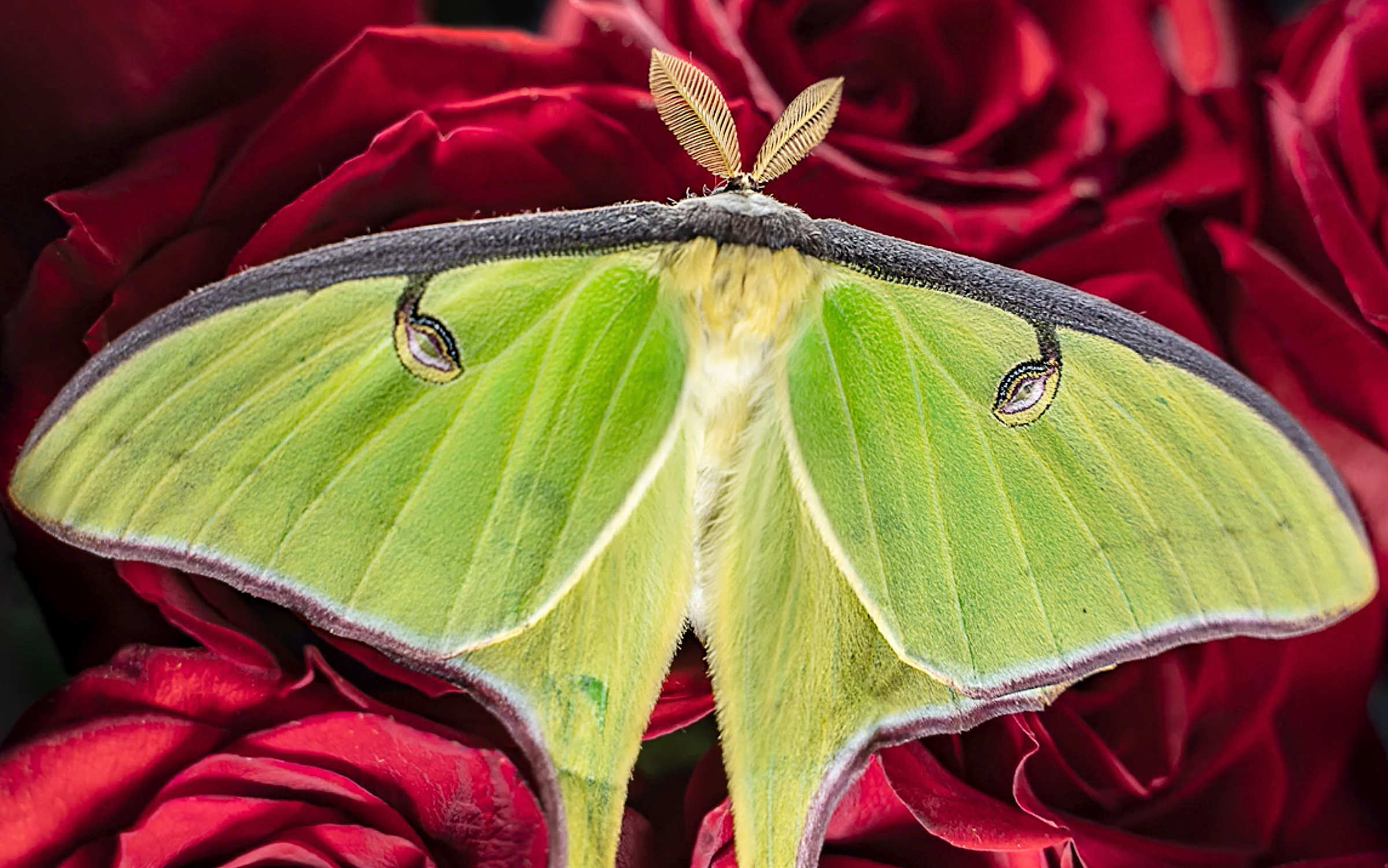 A Beaumont Photographer Focuses on the Beauty of Bugs