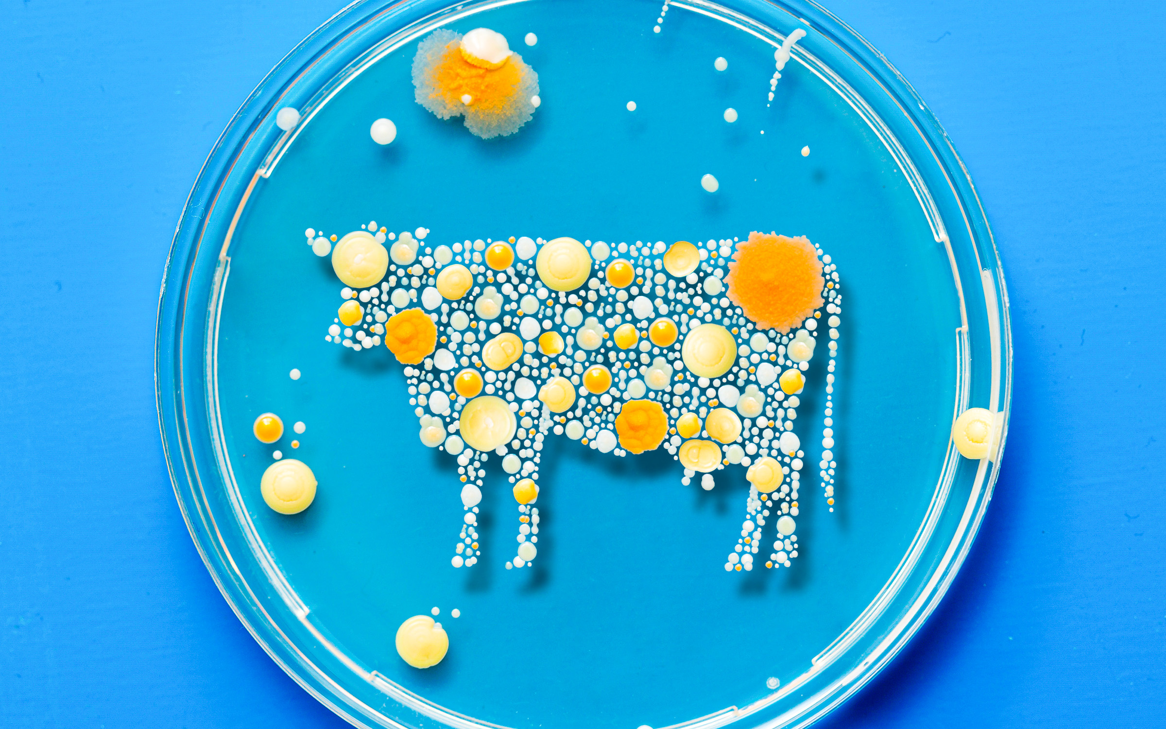Texas Cattlemen Have Taken Their Beef With Cell-Cultured Meat to the ...