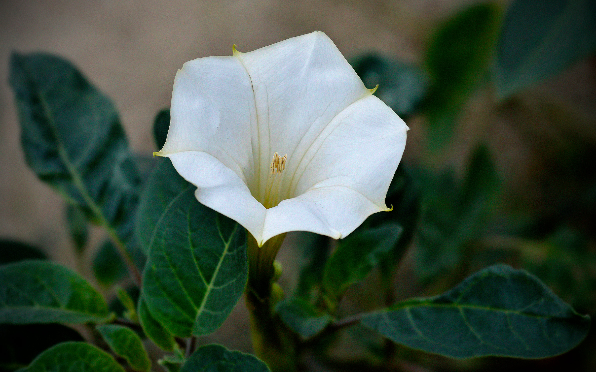 Moonflower, or Datura, Is One of Texas's Most Tenacious Plants, image size:2400x1500