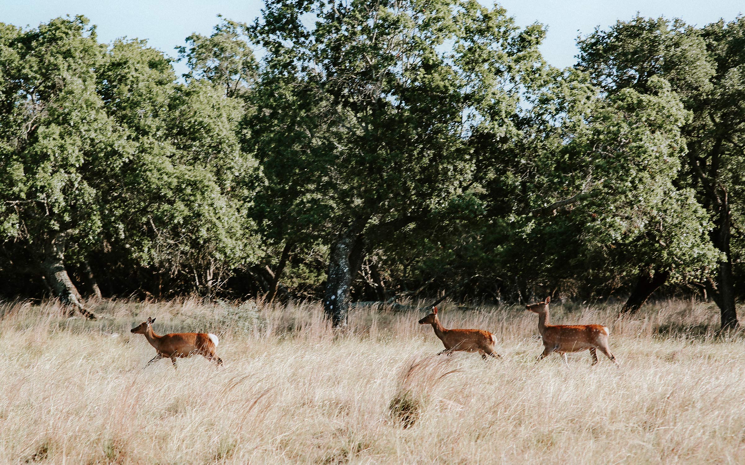 How Broken Arrow Ranch Brought Venison to Texas Restaurants