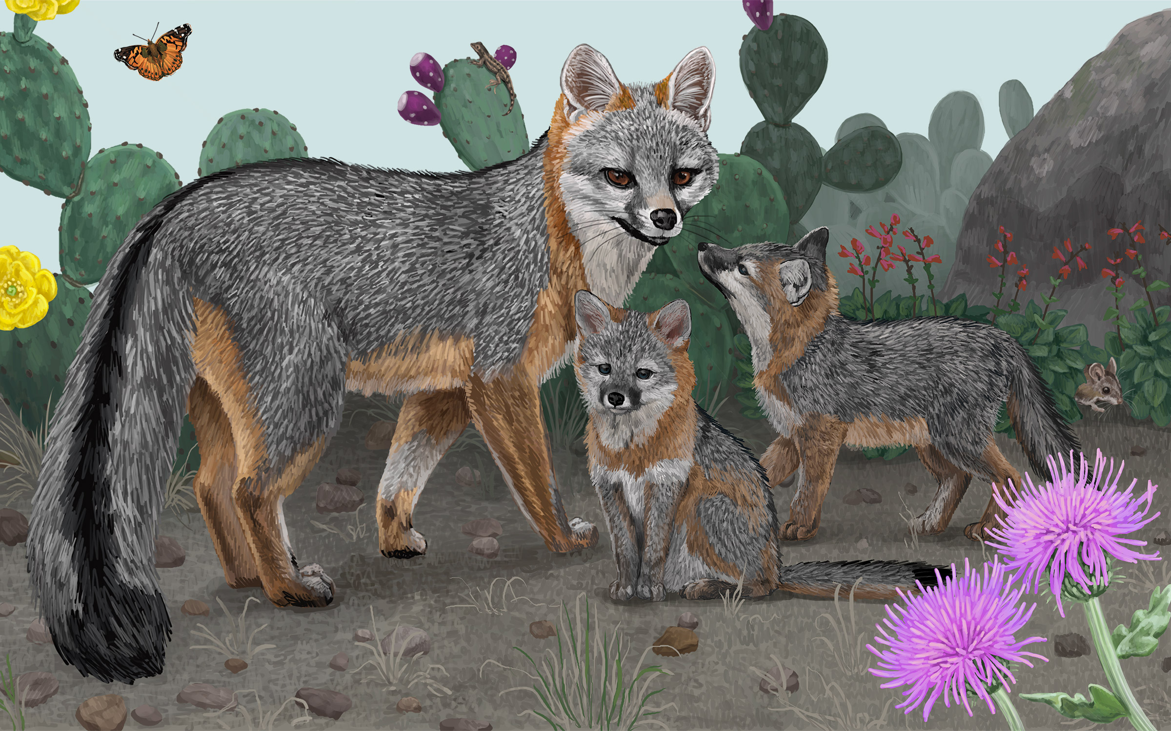 Don't Fear Your Local Gray Fox in Texas—Unless You're a Chicken